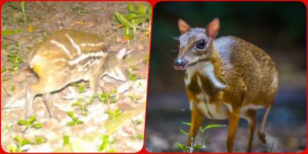 कांगेर घाटी राष्ट्रीय उद्यान: छत्तीसगढ़ में दिखा हिरण प्रजाति का दुर्लभ Mouse Deer, चूहा, सुअर और हिरण की झलक
