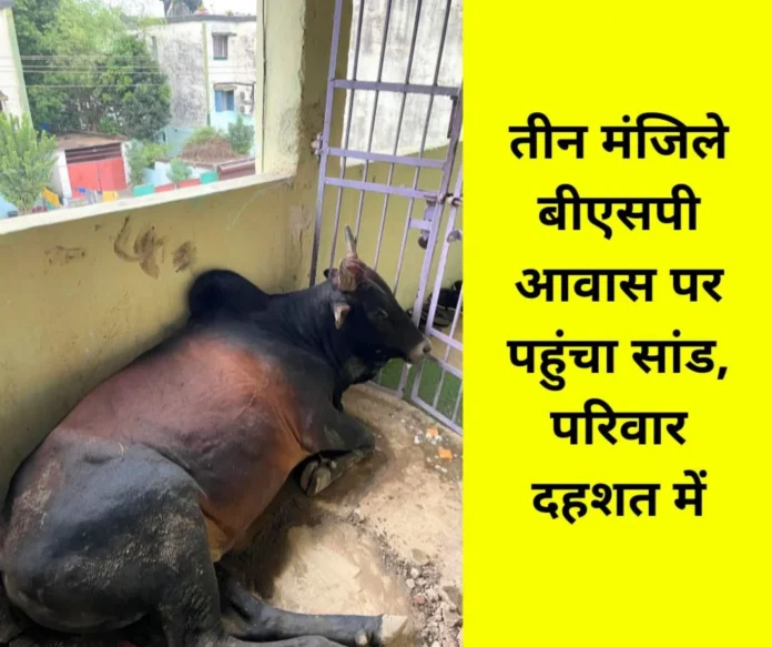 BHILAI-TOWNSHIP-Family-of-Bhilai-steel-plant-employee-in-terror_-animals-at-home BHILAI-TOWNSHIP-Family-of-Bhilai-steel-plant-employee-in-terror_-animals-at-home