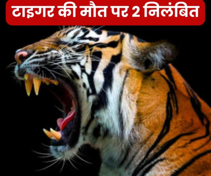 CM takes action on tiger's death in Chhattisgarh, forest guard-forester suspended CM takes action on tiger's death in Chhattisgarh, forest guard-forester suspended