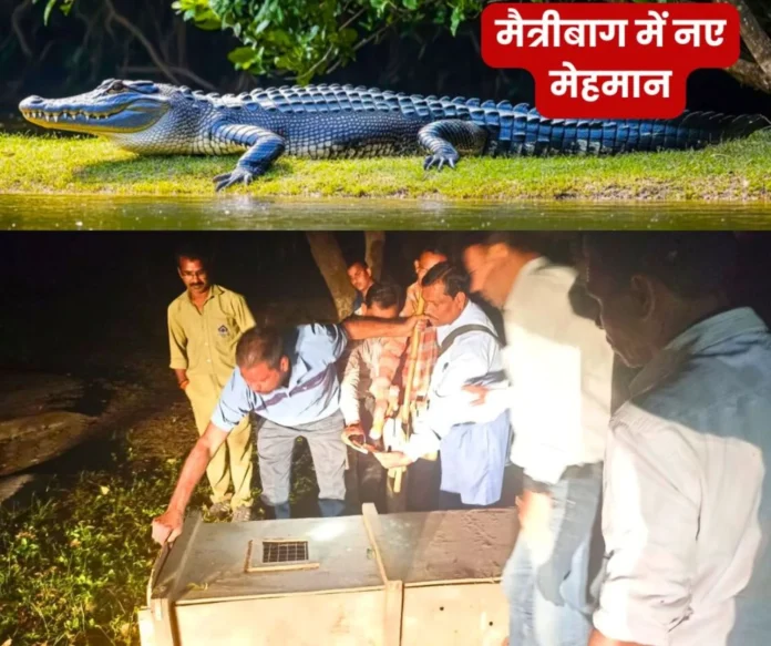 Maitribagh Zoo Crocodile and barking deer came in exchange for 20 sambar Maitribagh Zoo: Crocodile and barking deer came in exchange for 20 sambar
