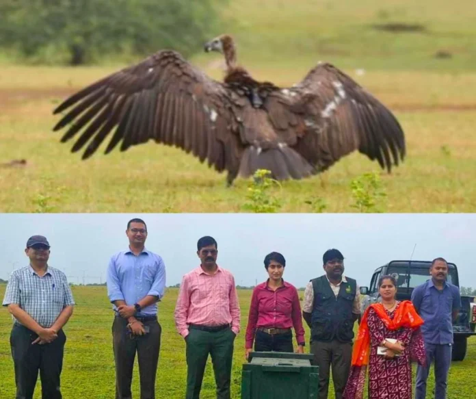 Sick white tailed vulture rescued from Bagbahra forest, life saved, CM Sai said this… Sick white tailed vulture rescued from Bagbahra forest, life saved, CM Sai said this…