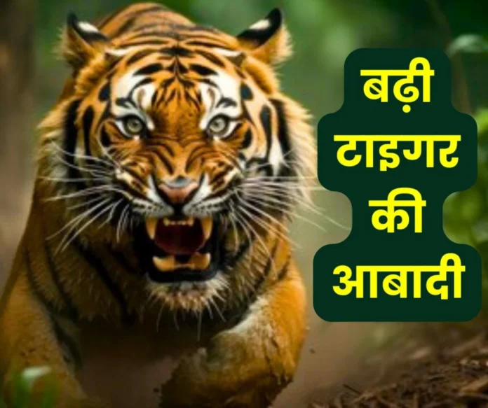 Tiger population increased in India, government presented report in Lok Sabha Tiger population increased in India, government presented report in Lok Sabha