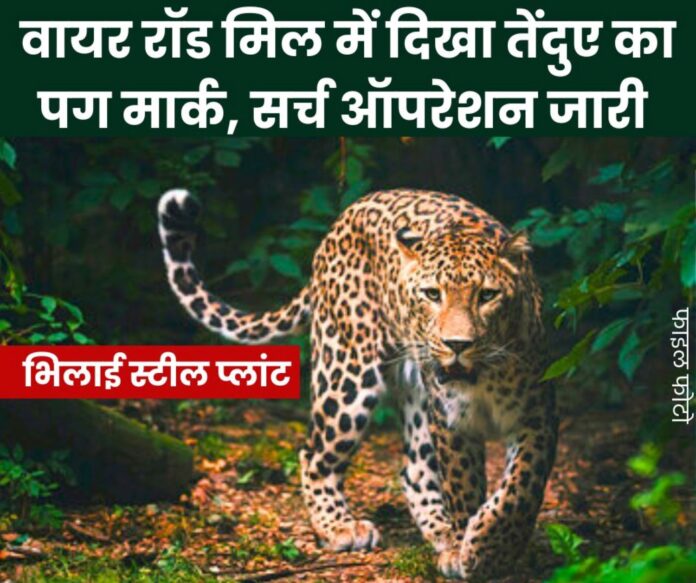 Leopard pug marks seen in the wire rod mill of Bhilai Steel Plant, likely to be in the forest ये खबर भी पढ़ें: SAIL Foundation Day 2025: भिलाई स्टील प्लांट के 65 कर्मचारियों-अधिकारियों को मिला दीर्घ सेवा सम्मान