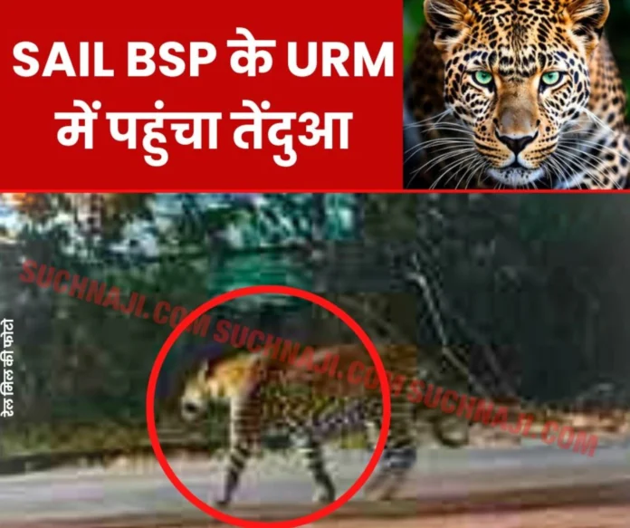 New address of leopard in Bhilai Steel Plant is Universal Rail Mill, created panic New address of leopard in Bhilai Steel Plant is Universal Rail Mill, created panic
