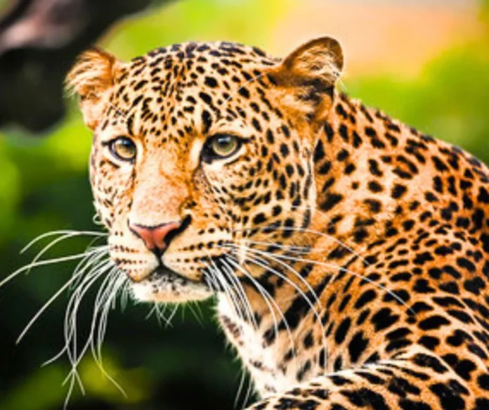 There is a male leopard in Bhilai Steel Plant, BSP said - In the viral video of BRM, there is a cat and not a leopard There is a male leopard in Bhilai Steel Plant, BSP said - In the viral video of BRM, there is a cat and not a leopard