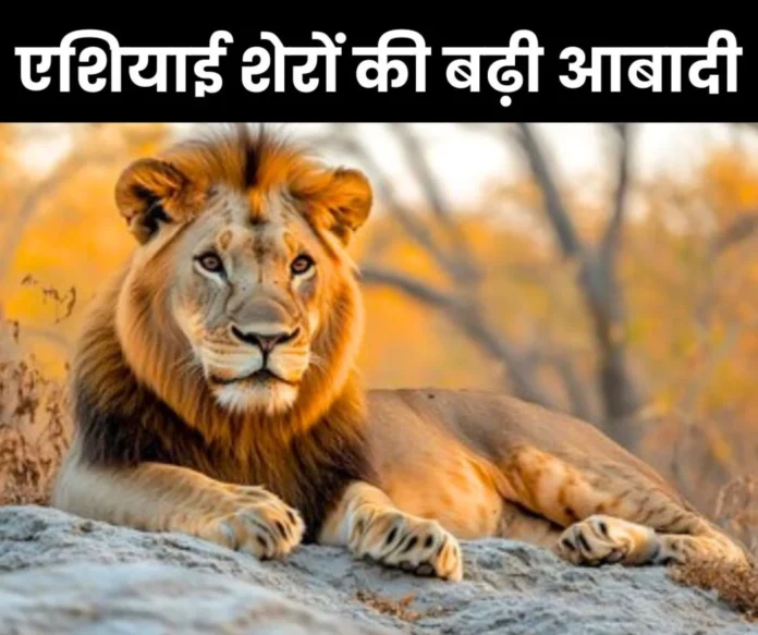 Population of Asiatic lions increased by 263 in Gujarat in 15 years Population of Asiatic lions increased by 263 in Gujarat in 15 years