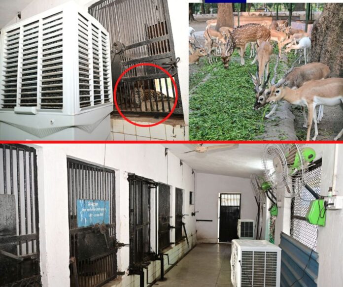 Bokaro Steel Plant installed cooler-fan for animals Bokaro Steel Plant installed cooler-fan for animals