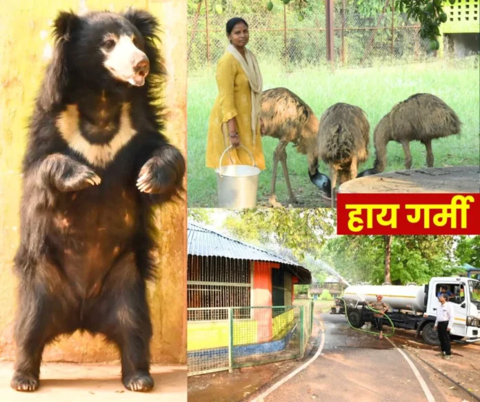 Rourkela Steel Plant This is how animals and birds in Indira Gandhi Zoo are saving themselves from the scorching heat Rourkela Steel Plant: This is how animals and birds in Indira Gandhi Zoo are saving themselves from the scorching heat