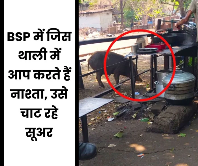 Bhilai Steel Plant A disgusting joke with health pigs are licking plates and you are having breakfast in the same plates Bhilai Steel Plant: A disgusting joke with health, pigs are licking plates and you are having breakfast in the same plates